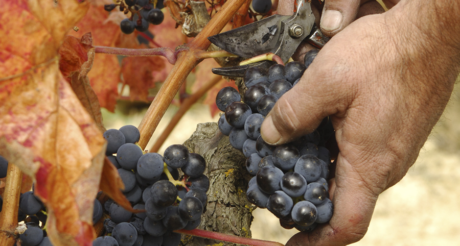 Comienza la vendimia Rioja Alavesa